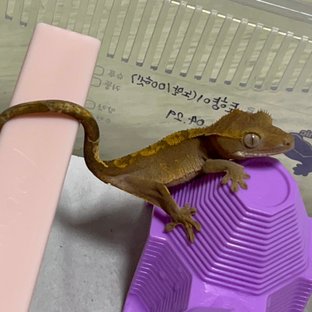 노멀 100%헷아잔틱