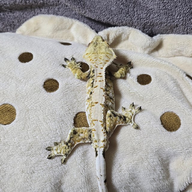 노멀 드리피 화이트스팟