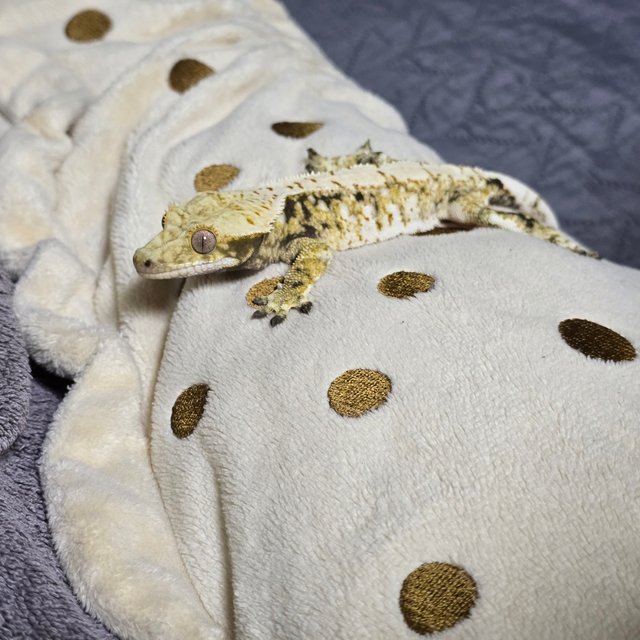 노멀 드리피 화이트스팟