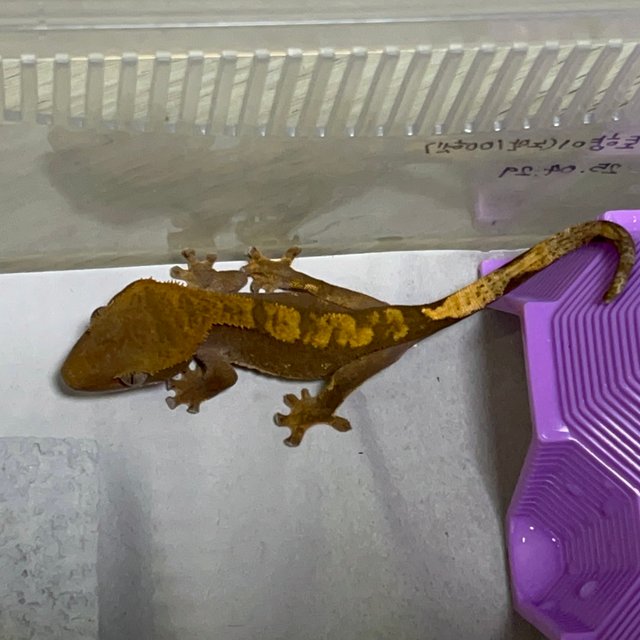 노멀 100%헷아잔틱