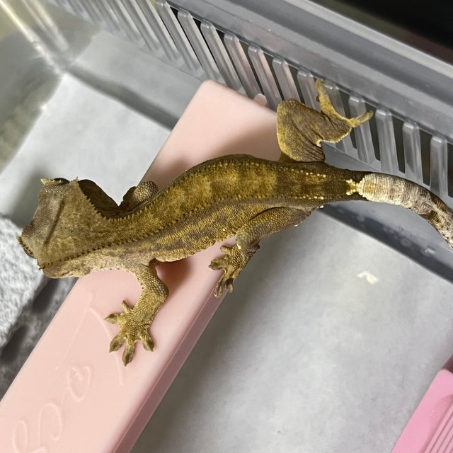 노멀 100%헷아잔틱