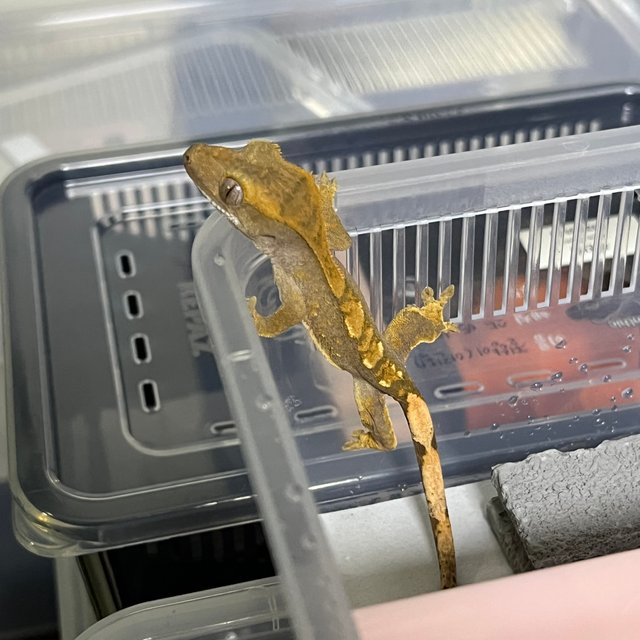 노멀 100%헷아잔틱