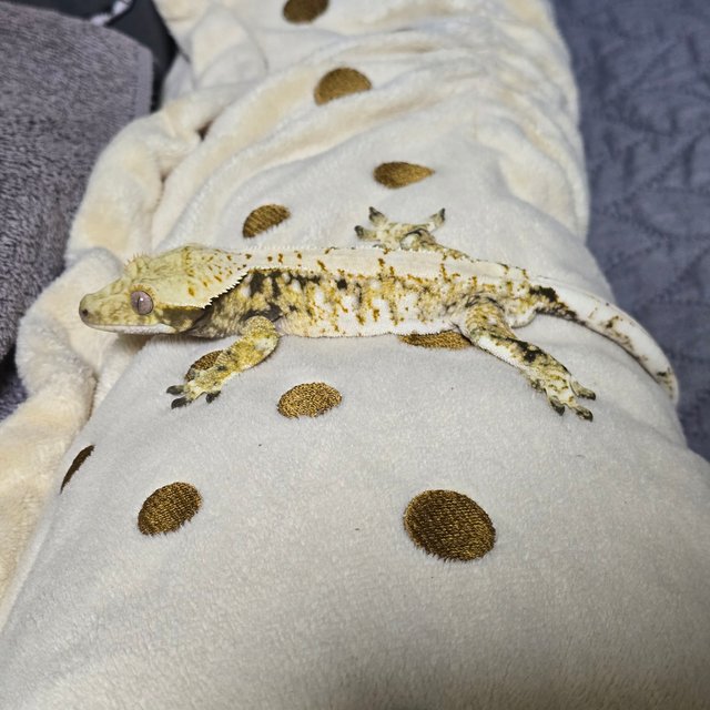 노멀 드리피 화이트스팟