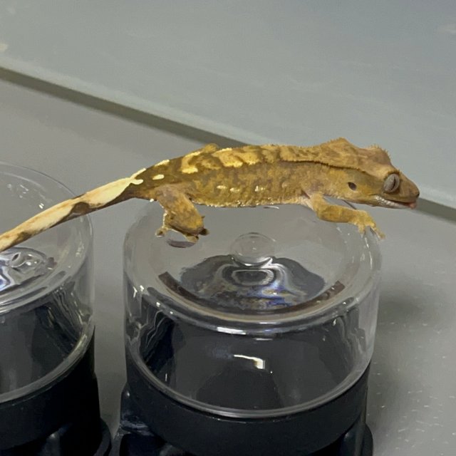 카푸치노 100%헷아잔틱