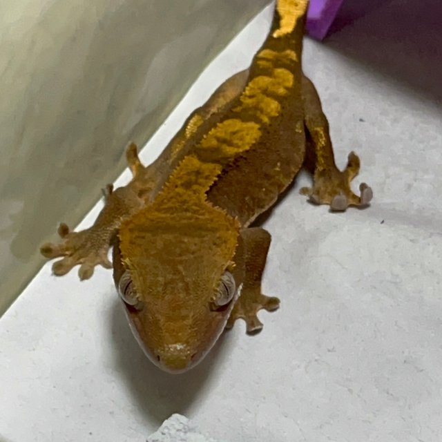 노멀 100%헷아잔틱