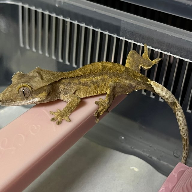 노멀 100%헷아잔틱