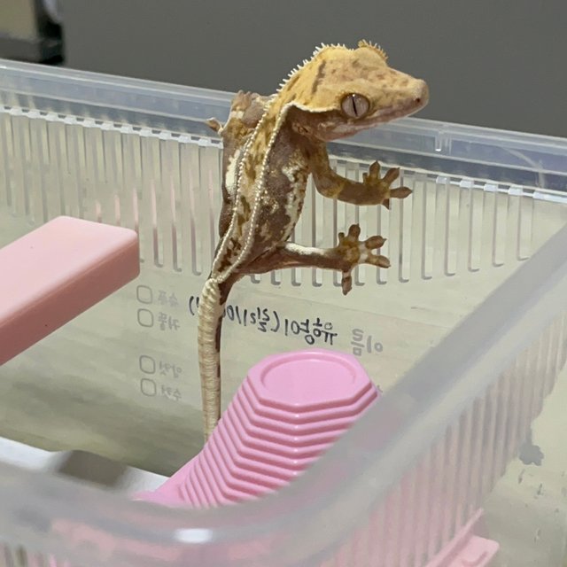 풀핀 릴리100%헷아잔틱