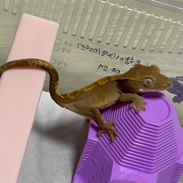 노멀 100%헷아잔틱