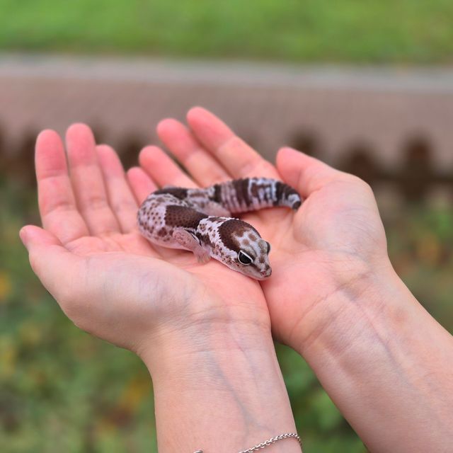 오레오 헷 줄루