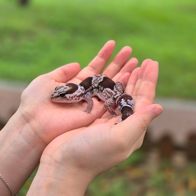 오레오 헷 줄루