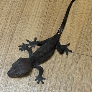 아잔틱