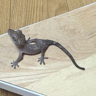 루왁