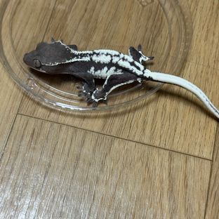 릴잔틱