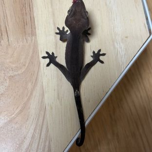 아잔틱