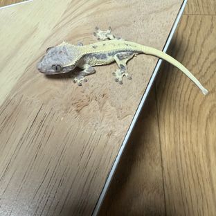 릴리 세이블