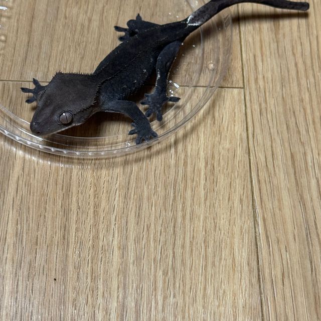 아잔틱