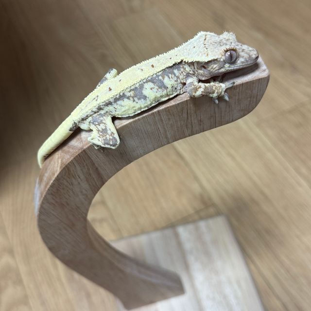 릴리화이트