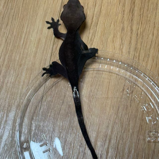 아잔틱