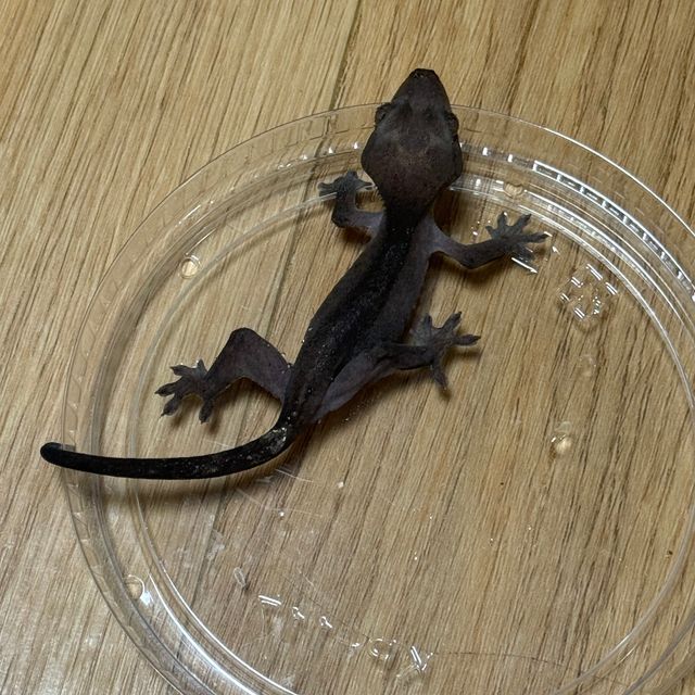 아잔틱