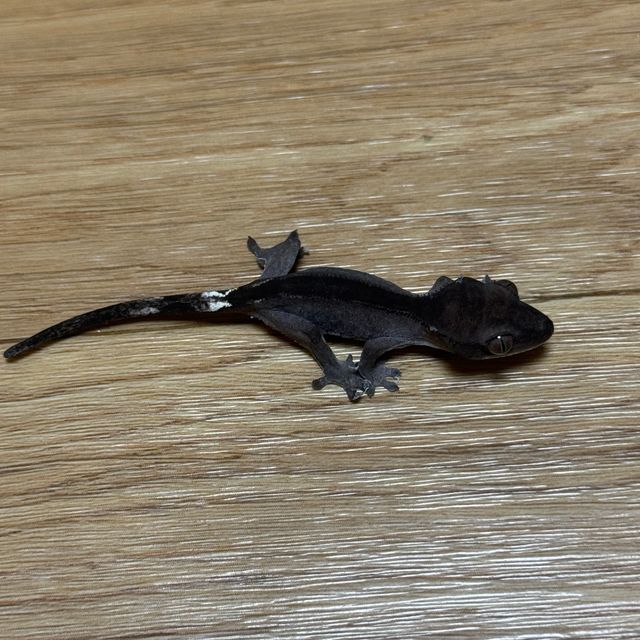 아잔틱