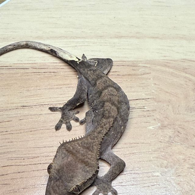 노멀 벅스킨 챠콜