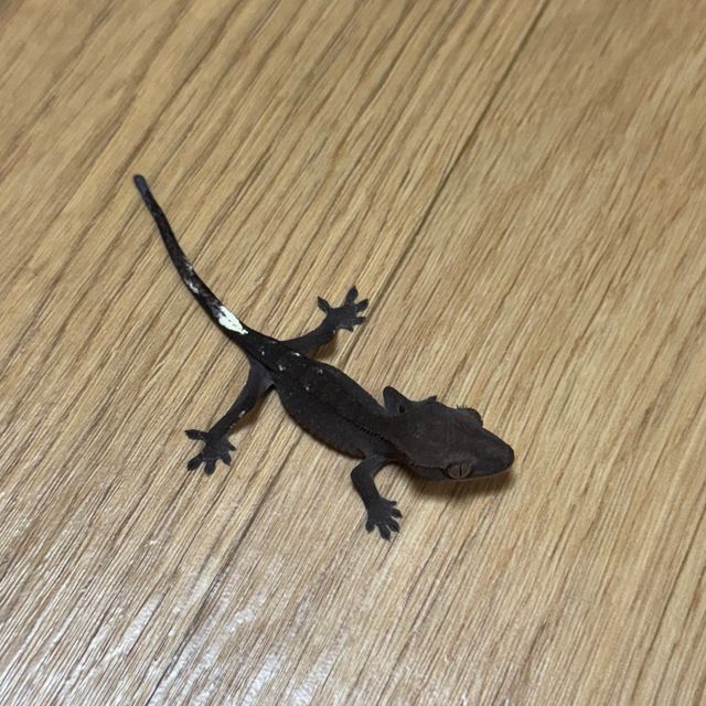 아잔틱