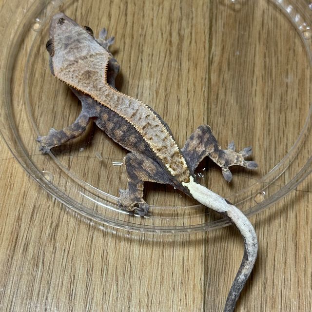 카푸치노
