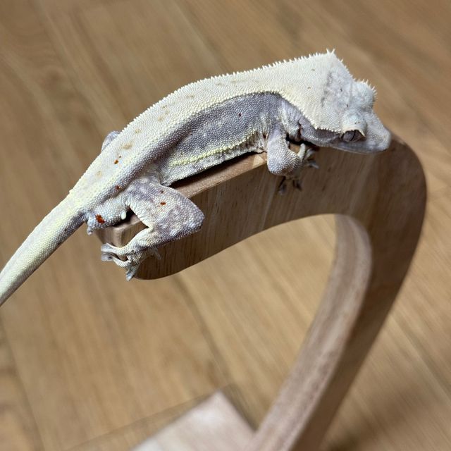 릴리화이트 레드