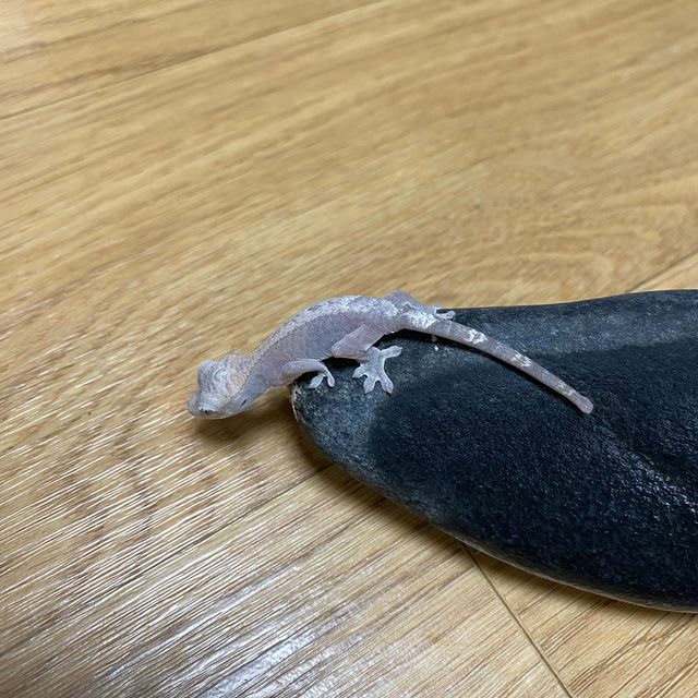 루왁