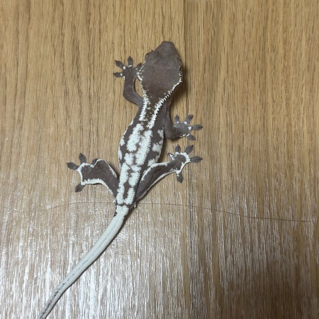 릴잔틱
