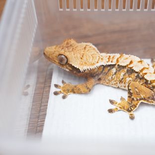 트라이 익스트림할리퀸 텐저린