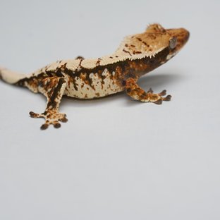 트라이 익스트림할리퀸 텐저린