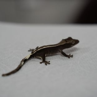 아잔틱