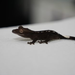 아잔틱
