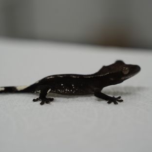 아잔틱