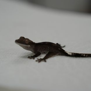 아잔틱