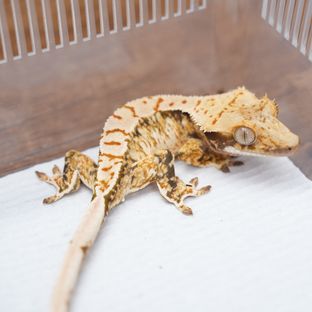 트라이 익스트림할리퀸 텐저린
