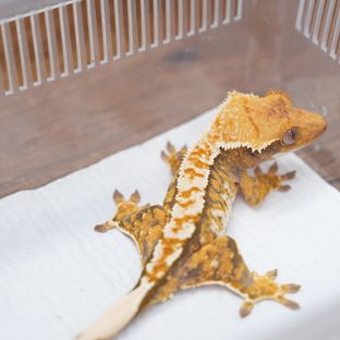 트라이 익스트림할리퀸 텐저린