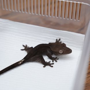 아잔틱