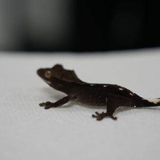 아잔틱
