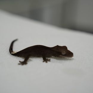 아잔틱