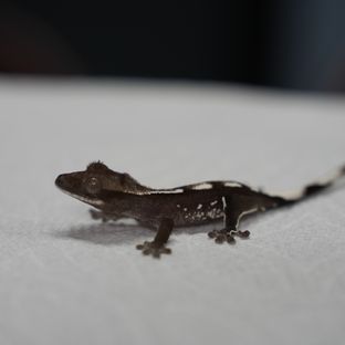 아잔틱