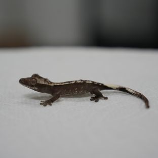 아잔틱