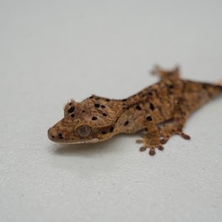 슈퍼달마시안