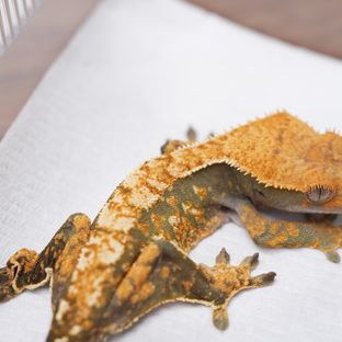트라이 익스트림할리퀸 텐저린
