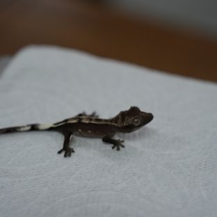 아잔틱