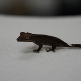 아잔틱