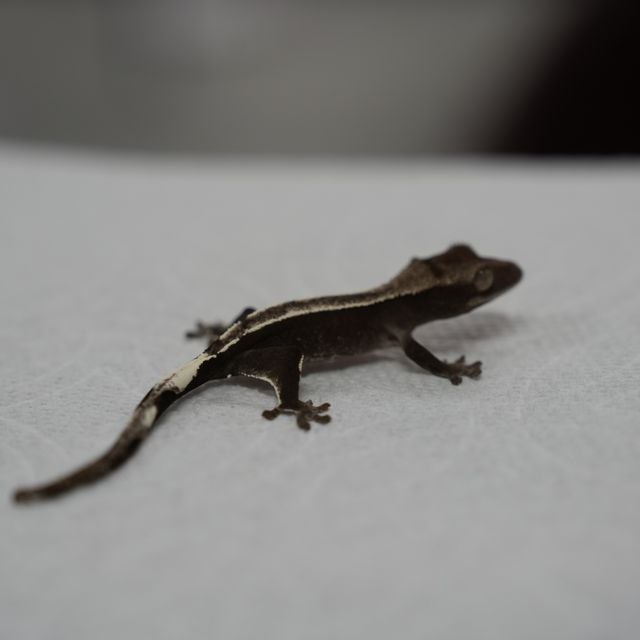 아잔틱