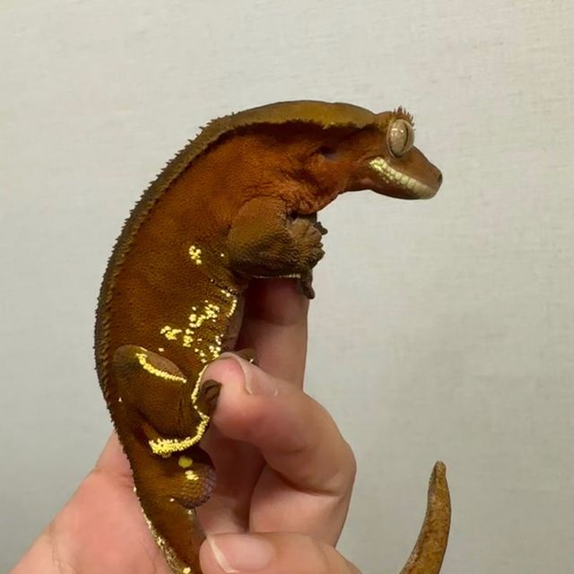 레드 바이