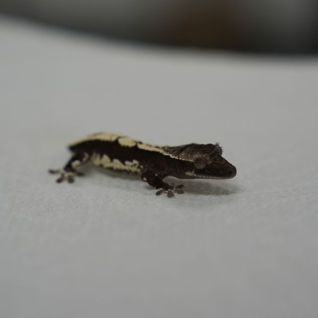 릴잔틱